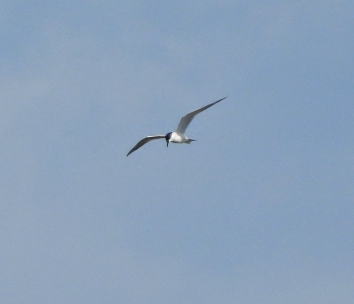 Gull Billed Tern -Shapwick (4).JPG