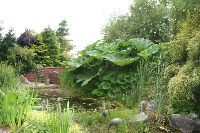 Gunnera 10.jpg