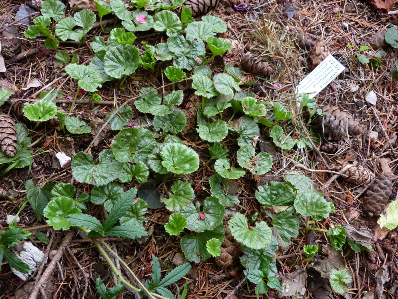 Gunnera magellenica .JPG