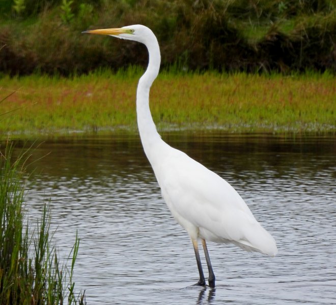 gwe 1.JPG