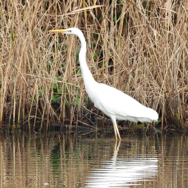 GWE 5.JPG