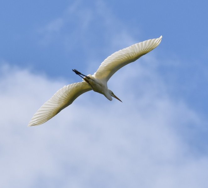 GWE.jpg