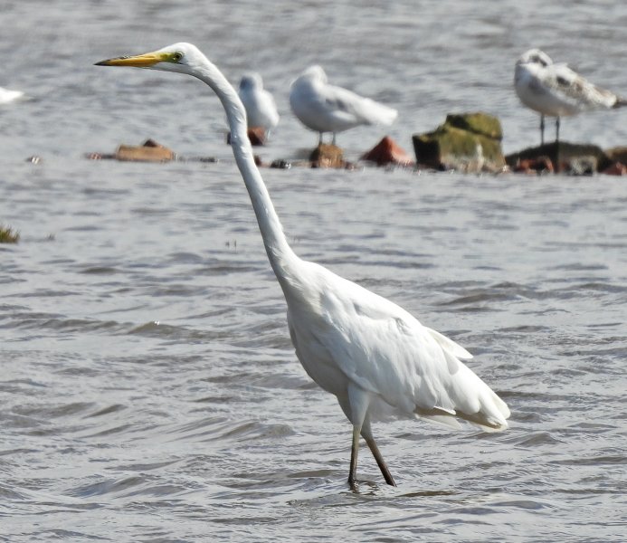 GWE7.JPG