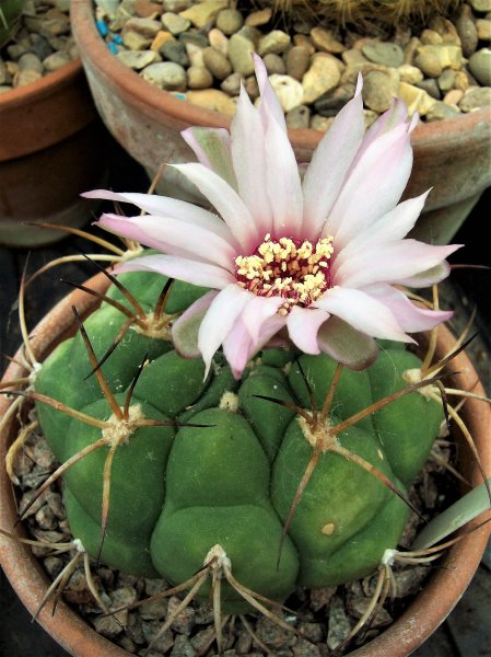 Gymnocalycium pflanzii.JPG