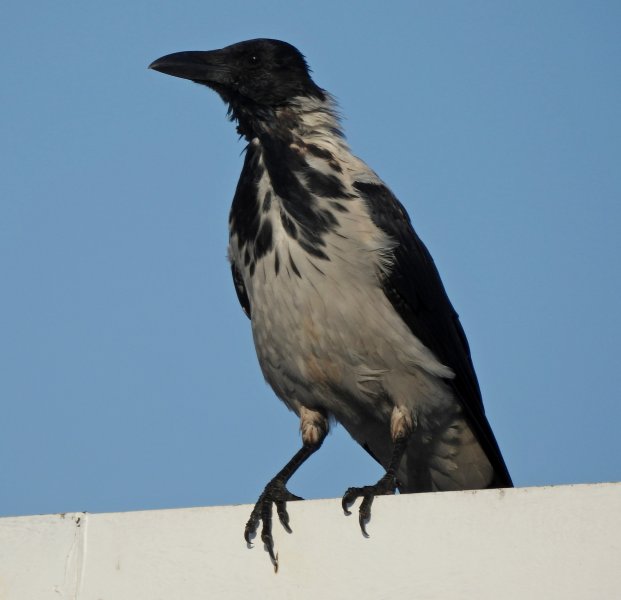 h crow 1.JPG