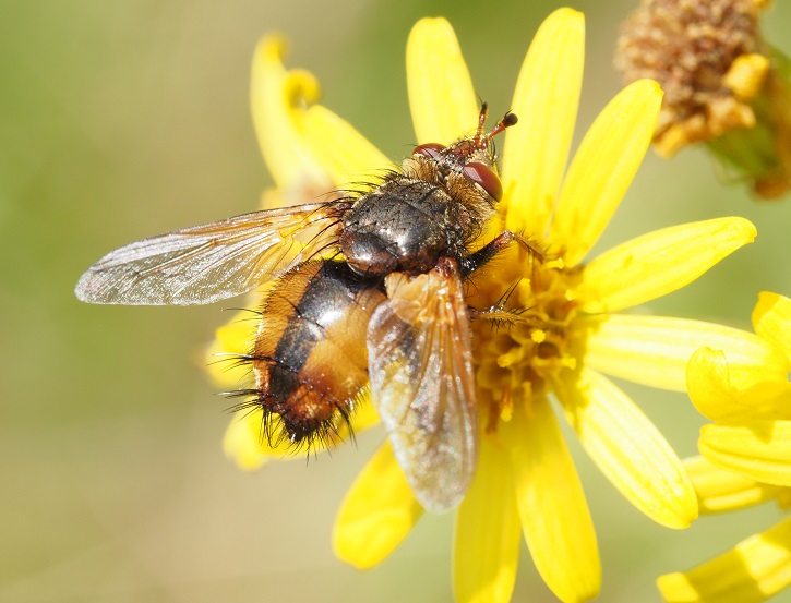 hairy fly.jpg