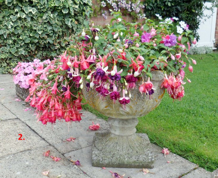 Hang Fuchsia 2.jpg