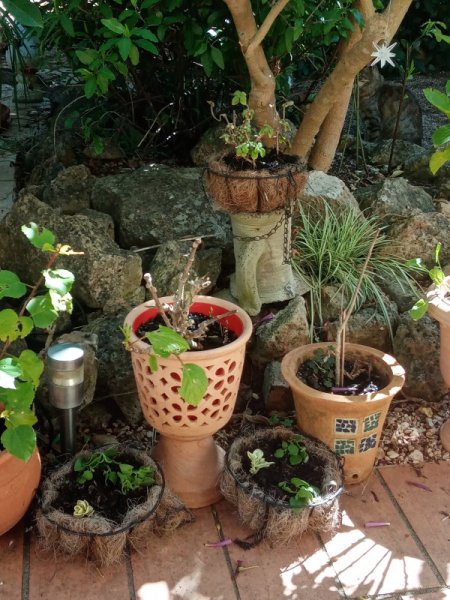 Hanging Baskets 29 Mar 23.jpg