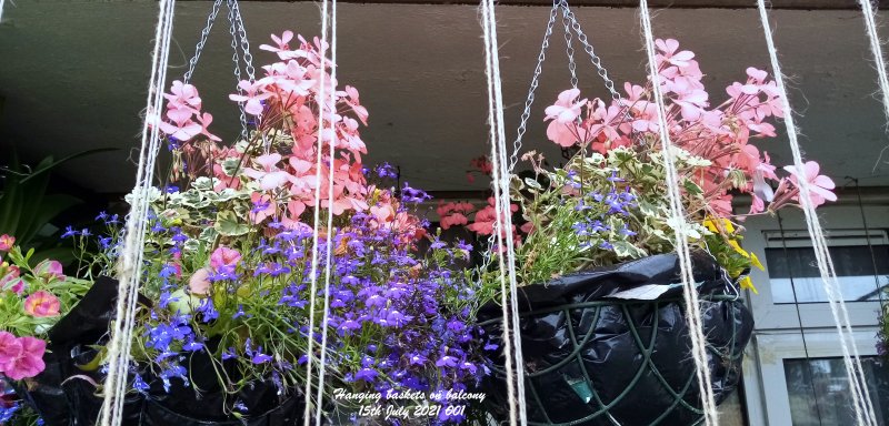 Hanging baskets on balcony 15th July 2021 001.jpg