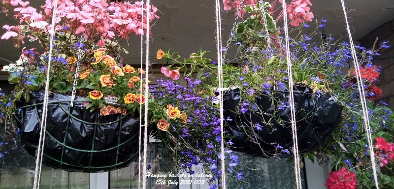 Hanging baskets on balcony 15th July 2021 003.jpg