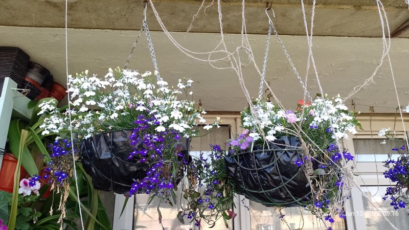 Hanging baskets seen from outside of balcony 13th June 2023 001.jpg