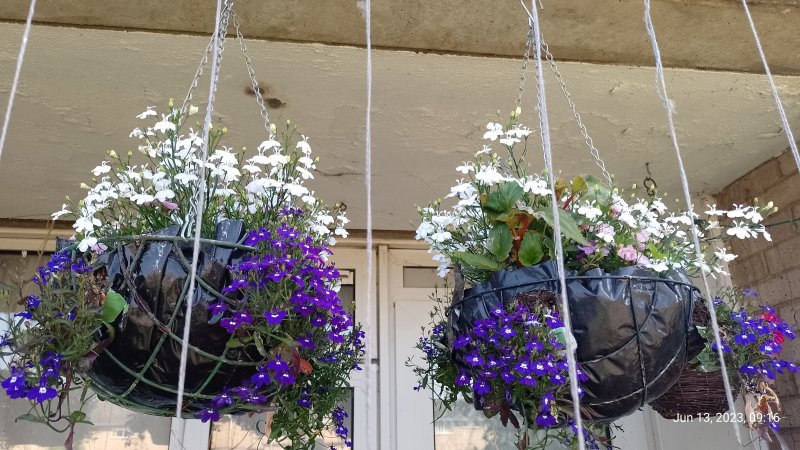 Hanging baskets seen from outside of balcony 13th June 2023 002.jpg