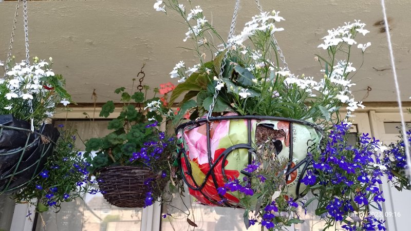 Hanging baskets seen from outside of balcony 13th June 2023 003.jpg