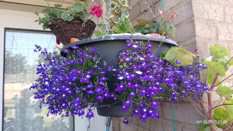 Hanging baskets seen from outside of balcony 13th June 2023 004.jpg