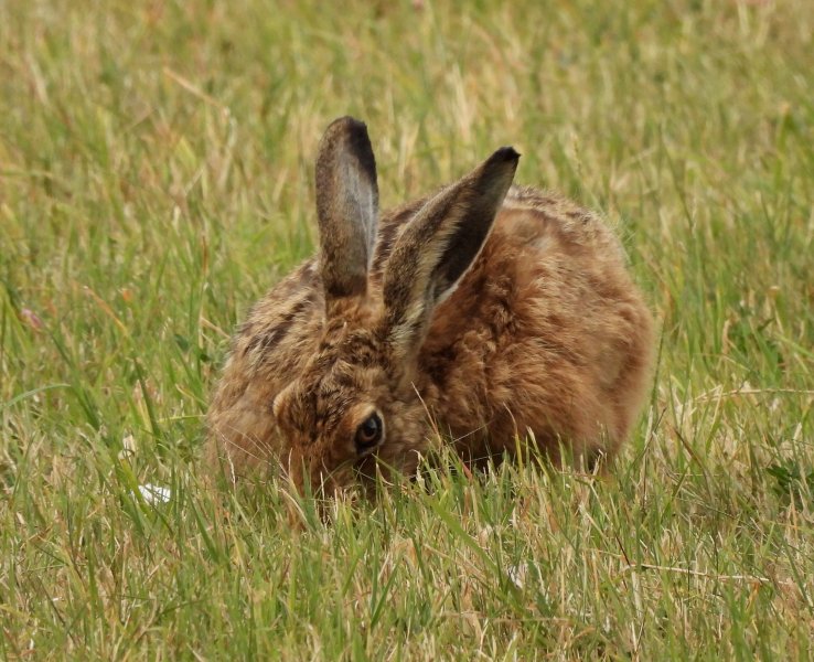 Hare 9.JPG