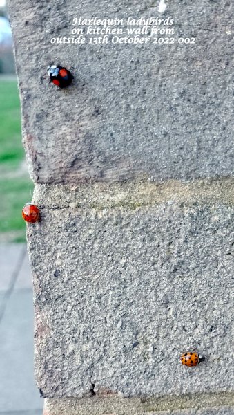 Harlequin ladybirds on kitchen wall from outside 13th October 2022 002.jpg