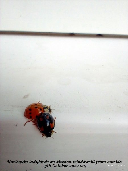 Harlequin ladybirds on kitchen windowsill from outside 13th October 2022 001.jpg