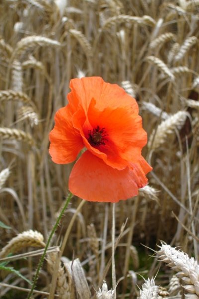 Harvest Poppy.JPG