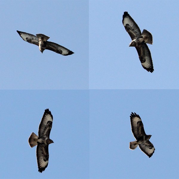 hawk collage.jpg