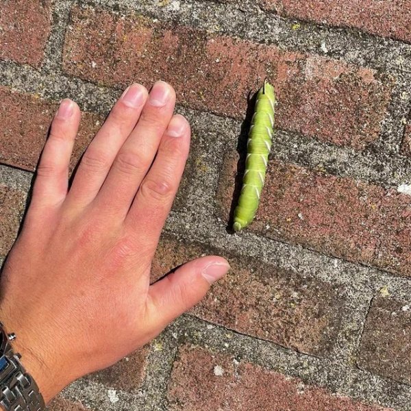 Hawk moth larva.jpg