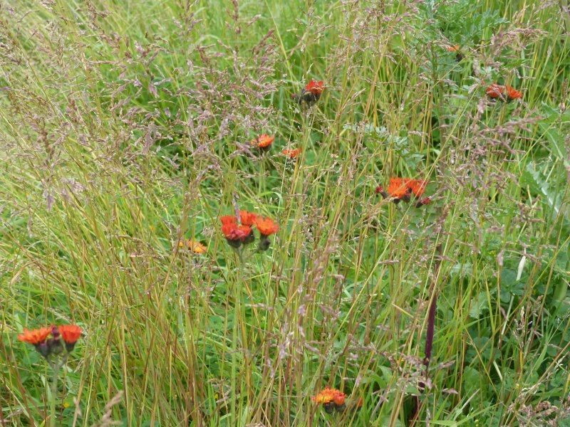 Hawkweed 002.JPG