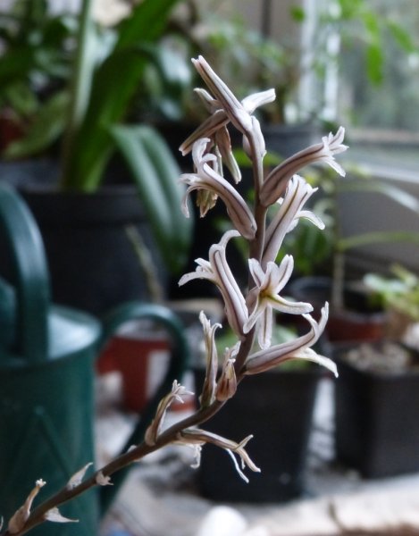 Haworthia retusa.JPG