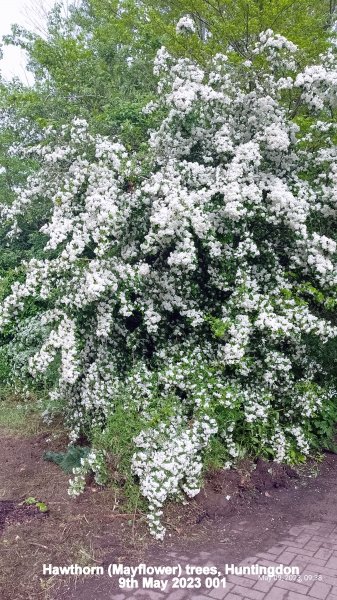 Hawthorn (Mayflower) trees Huntingdon 9th May 2023 001.jpg