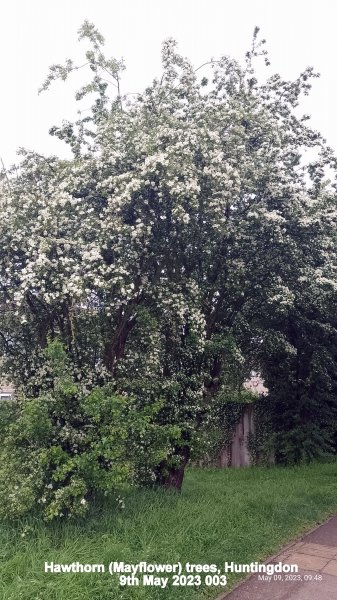 Hawthorn (Mayflower) trees Huntingdon 9th May 2023 003.jpg