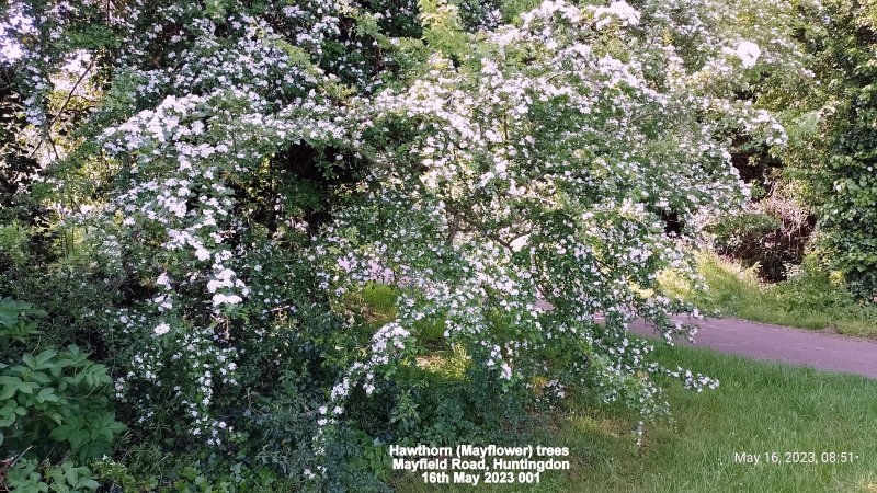 Hawthorn (Mayflower) trees Mayfield Road Huntingdon 16th May 2023 001.jpg