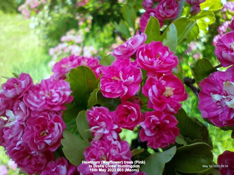 Hawthorn (Mayflower) trees (Pink) in Drake Close Huntingdon 16th May 2023 003 (Macro).jpg