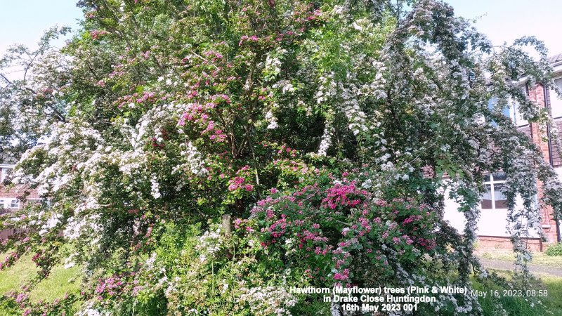 Hawthorn (Mayflower) trees (Pink & White) in Drake Close Huntingdon 16th May 2023 001.jpg