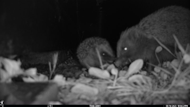 hedgehog and hoglet 2.JPG