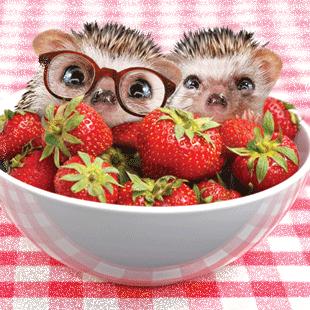 hedgehog-and-strawberries.jpg