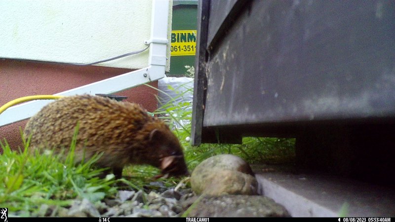 hedgehog bedding.JPG