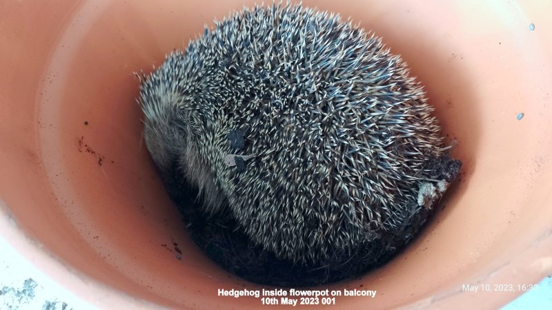 Hedgehog inside flowerpot on balcony 10th May 2023 001.jpg