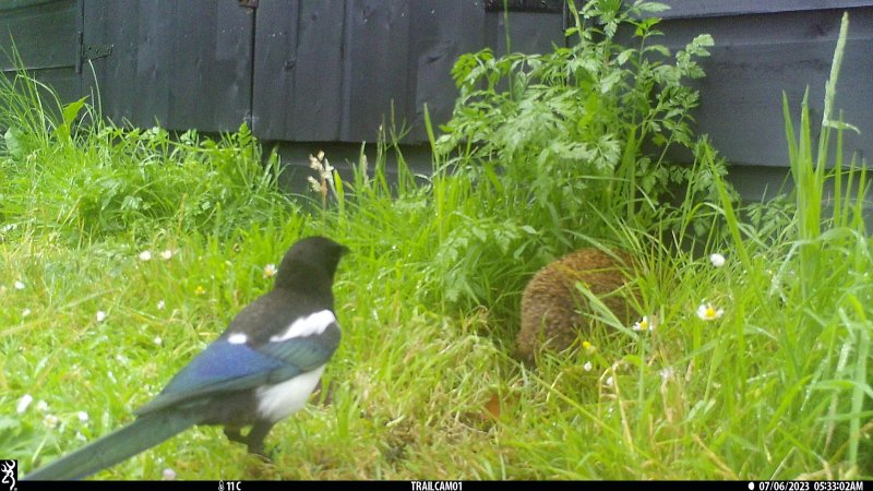 hedgehog magpie.JPG