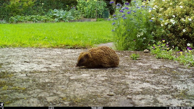 hedgehog mum.JPG