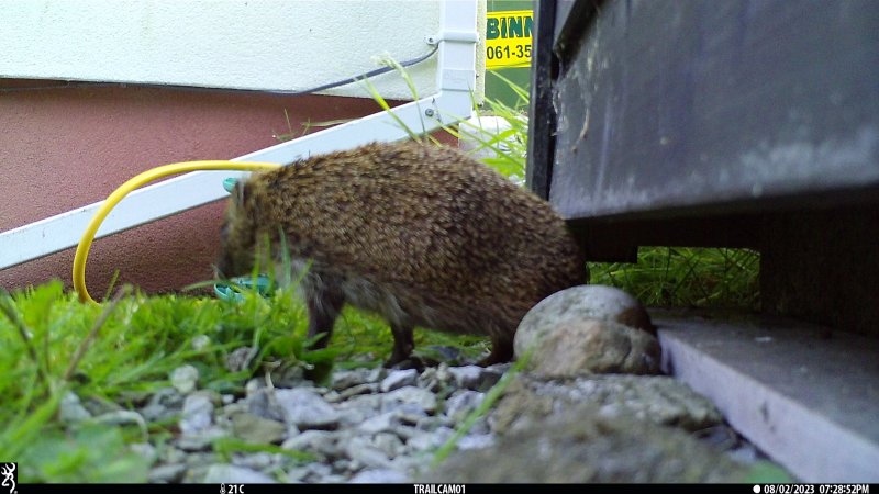 hedgehog pregnant.JPG