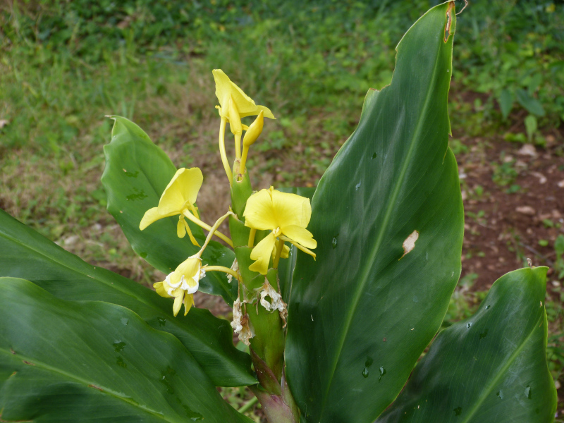 Hedychium coronarium.JPG