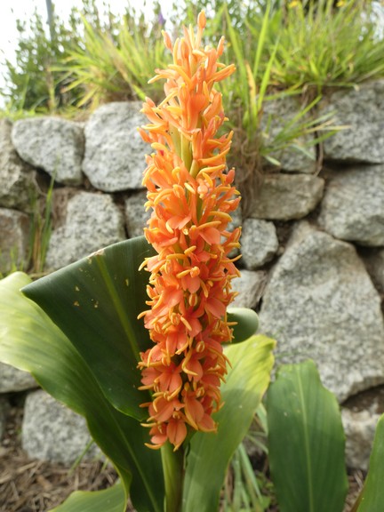 Hedychium densiflorum 'Assam Orange'  02 - small.jpg