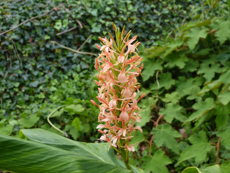 Hedychium densiflorum Schilling.JPG