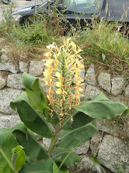 Hedychium gardnerianum (Kahili ginger lily)  13 - small.jpg