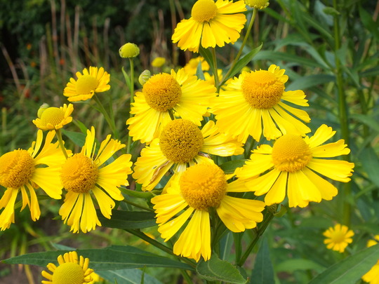 helenium 3.jpg