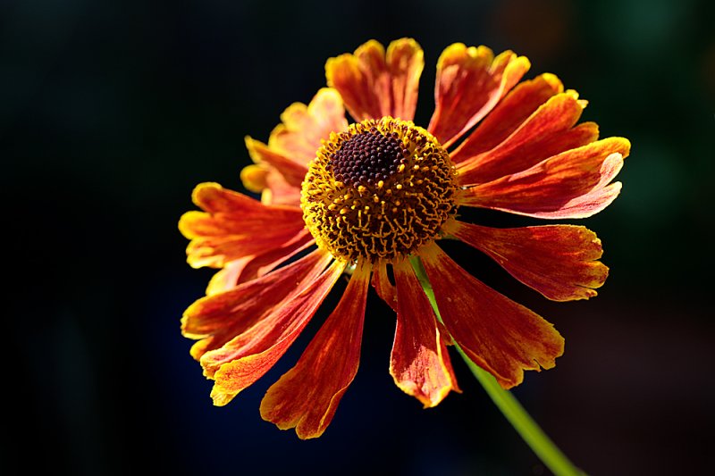 Helenium-3.jpg