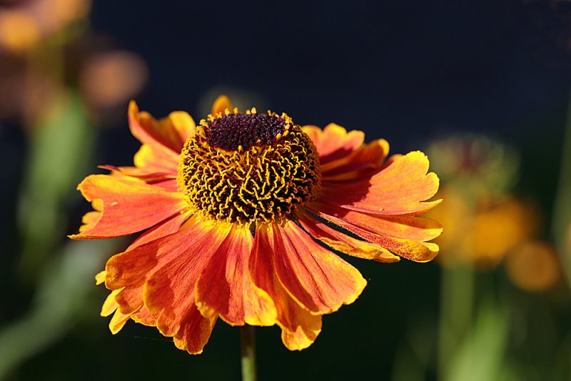 Helenium-4.jpg