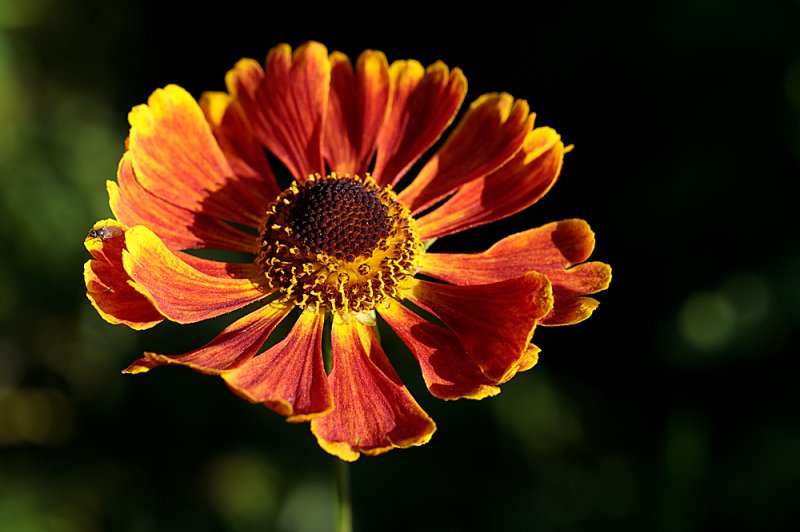 Helenium-Anne's-2.jpg