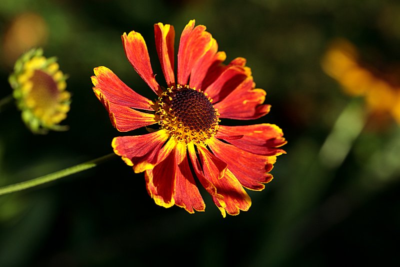 Helenium-Anne's.jpg