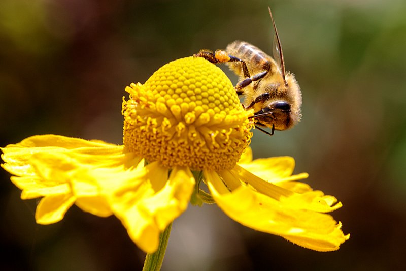 Helenium-bee.jpg