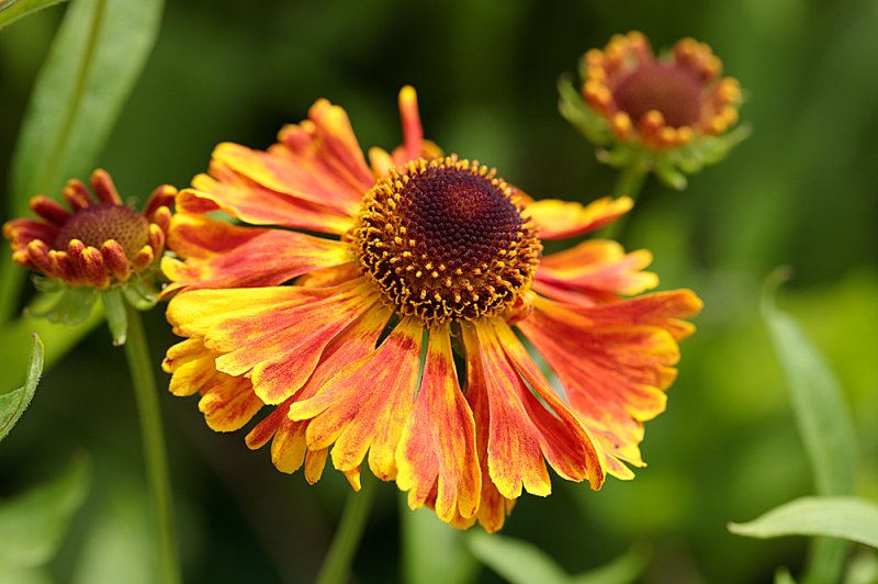 Helenium-f5.6.jpg