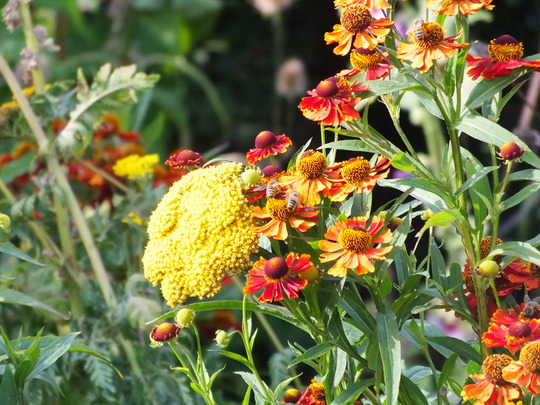 helenium.jpg